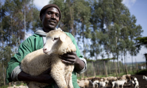 A man in Kenya holds a sheep